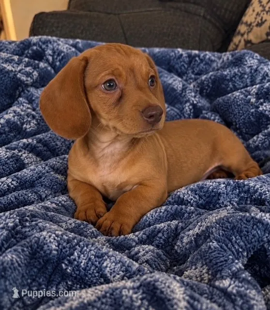 Daisey – Dachshund puppy for sale in Greenfield, IN