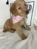 Butterscotch, a female Golden Retriever for sale in Greenfield, IN – 1 of 5