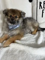 Prince, a male Pomeranian for sale in Greenfield, IN – 4 of 4
