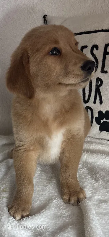 Gunner – Golden Retriever puppy for sale in Greenfield, IN
