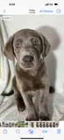 Maggie, a female Labrador Retriever for sale in Greenfield, IN – 5 of 5