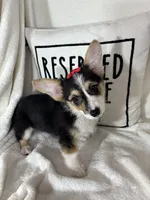 Carmen , a female Pembroke Welsh Corgi for sale in Greenfield, IN – 2 of 4