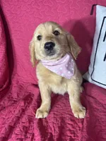 Gigi, a female Golden Retriever for sale in Greenfield, IN – 3 of 5