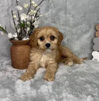 Ross, a male Cavapoo for sale in Greenfield, IN – Photo 5 of 5