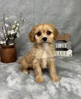 Ross, a male Cavapoo for sale in Greenfield, IN – Photo 2 of 5