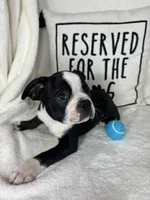 Baker, a male Boston Terrier for sale in Greenfield, IN – 5 of 5