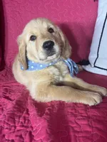 Gunner, a male Golden Retriever for sale in Greenfield, IN – 4 of 5