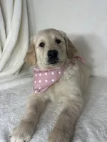 Gladys, a female English Cream Golden Retriever for sale in Greenfield, IN – 2 of 5