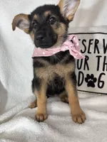 Gracie, a female German Shepherd Dog for sale in Greenfield, IN – 3 of 5