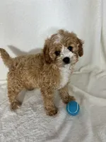 Joey, a male Cavapoo for sale in Greenfield, IN – 2 of 4