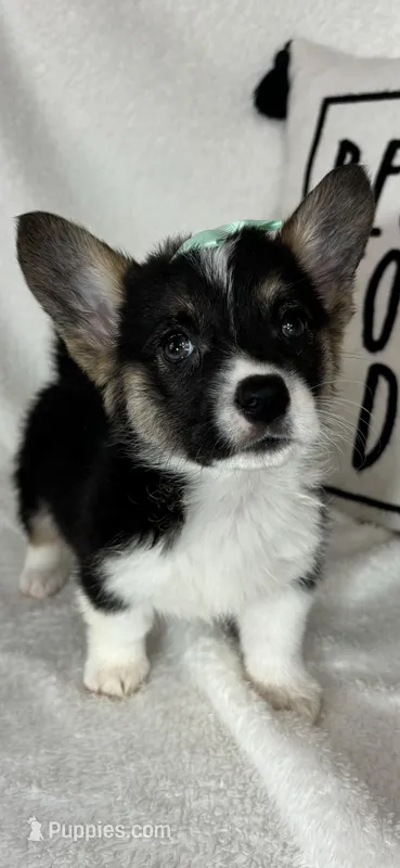 Casey, a female Pembroke Welsh Corgi for sale in Greenfield, IN – Photo 1 of 4