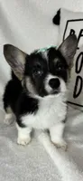 Casey, a female Pembroke Welsh Corgi for sale in Greenfield, IN – Photo 1 of 4