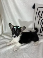 Casey, a female Pembroke Welsh Corgi for sale in Greenfield, IN – Photo 3 of 4