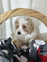 Benard, a male Bernedoodle for sale in Greenfield, IN – 2 of 5