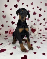Daisey, a female Doberman Pinscher for sale in Greenfield, IN – Photo 3 of 5