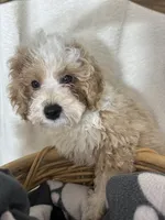 Benard, a male Bernedoodle for sale in Greenfield, IN – 5 of 5