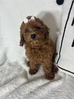 Ginger, a female Miniature Goldendoodle for sale in Greenfield, IN – 4 of 4