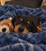 Dalton, a male Dachshund for sale in Greenfield, IN – 3 of 4