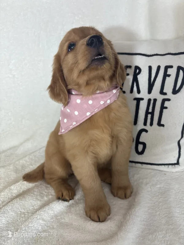 Marigold – Golden Retriever puppy for sale in Greenfield, IN