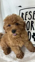Goldie, a female Miniature Goldendoodle for sale in Greenfield, IN – 3 of 5