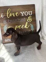 Diesel, a male Dachshund for sale in Greenfield, IN – 3 of 7