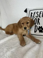 Goose, a male Golden Retriever for sale in Greenfield, IN – 4 of 4
