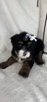 Macy, a female Bernedoodle for sale in Greenfield, IN – 2 of 6