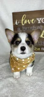 Calvin (Mothers Day Special), a male Pembroke Welsh Corgi for sale in Greenfield, IN – 2 of 4