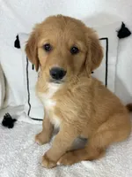 Gizmo, a male Golden Retriever for sale in Greenfield, IN – 2 of 4