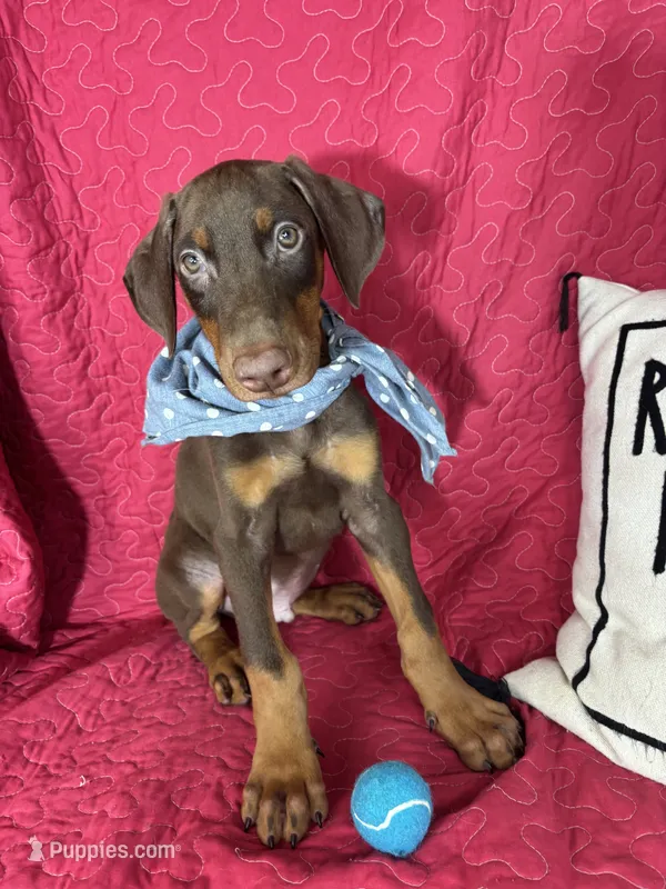 Diesel – Doberman Pinscher puppy for sale in Greenfield, IN