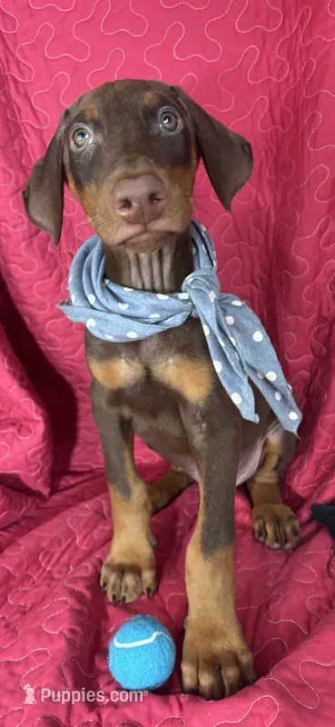 Diesel – Doberman Pinscher puppy for sale in Greenfield, IN