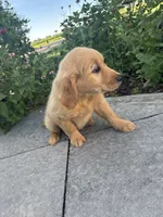 Gloria, a female Golden Retriever for sale in Greenfield, IN – 5 of 5