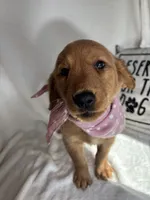 Gigi, a female Golden Retriever for sale in Greenfield, IN – 1 of 5