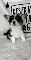 Chloe, a female Pembroke Welsh Corgi for sale in Greenfield, IN – Photo 1 of 5