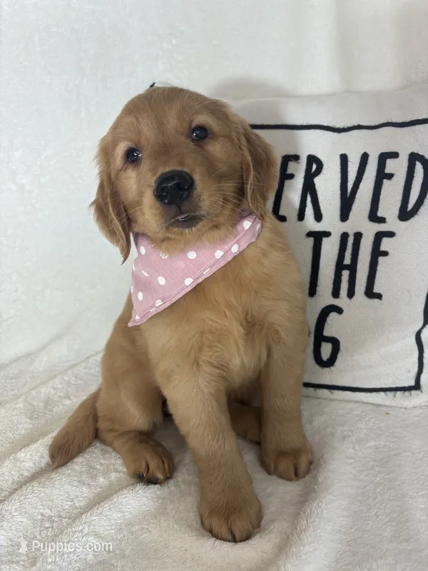 Butterscotch – Golden Retriever puppy for sale in Greenfield, IN