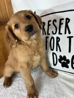 Gloria, a female Golden Retriever for sale in Greenfield, IN – 2 of 4