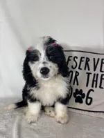 Bella, a female Bernedoodle for sale in Greenfield, IN – 2 of 5