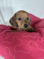 Daisey, a female Dachshund for sale in Greenfield, IN – 5 of 6