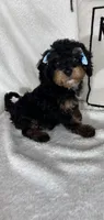 Mira, a female Bernedoodle for sale in Greenfield, IN – 2 of 6