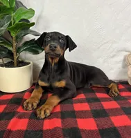 Duke, a male Doberman Pinscher for sale in Greenfield, IN – Photo 5 of 5