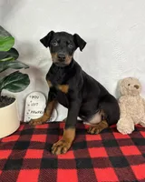 Duke, a male Doberman Pinscher for sale in Greenfield, IN – Photo 3 of 5