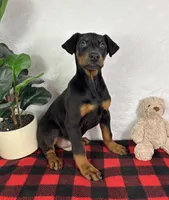 Duke, a male Doberman Pinscher for sale in Greenfield, IN – Photo 2 of 5