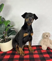 Duke, a male Doberman Pinscher for sale in Greenfield, IN – Photo 4 of 5