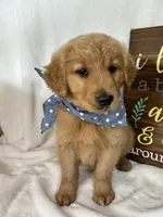 Charlie, a male Golden Retriever for sale in Greenfield, IN – Photo 2 of 5