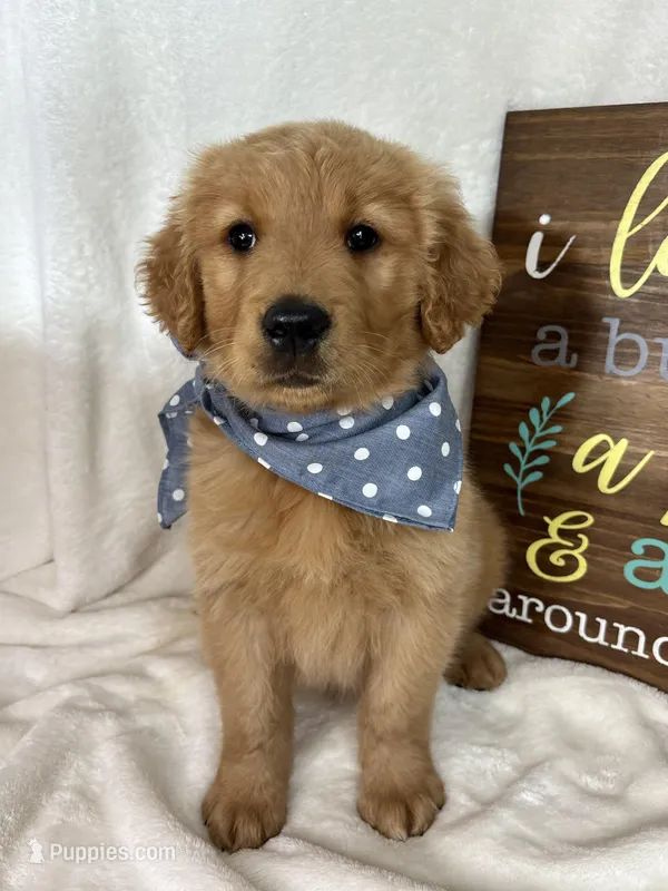 Charlie – Golden Retriever puppy for sale in Greenfield, IN