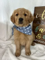 Charlie, a male Golden Retriever for sale in Greenfield, IN – Photo 3 of 5