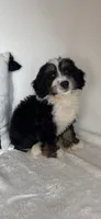 Mason, a male Bernedoodle for sale in Greenfield, IN – 2 of 5