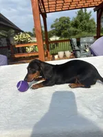Belle, a female Miniature Dachshund for sale in Greenfield, IN – 6 of 6