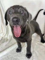 Bailey, a female Labrador Retriever for sale in Greenfield, IN – 2 of 4