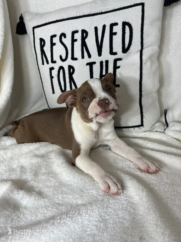 Bonnie – Boston Terrier puppy for sale in Greenfield, IN